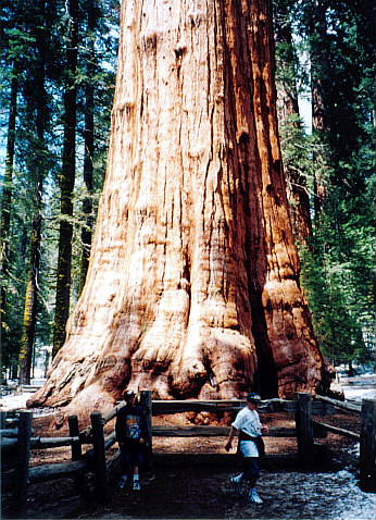 Sequoia15.jpg (140321 oCg)