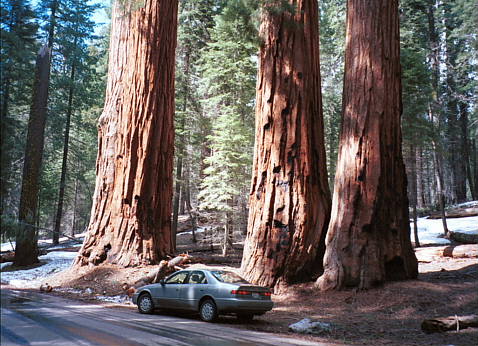 Sequoia16.jpg (118422 oCg)