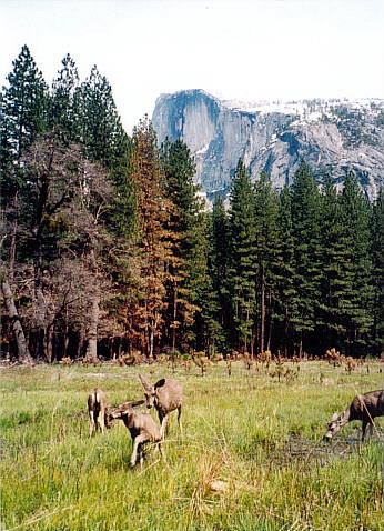 Yosemite13.jpg (136466 oCg)