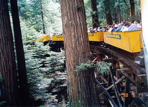 redwood2.jpg (129726 oCg)