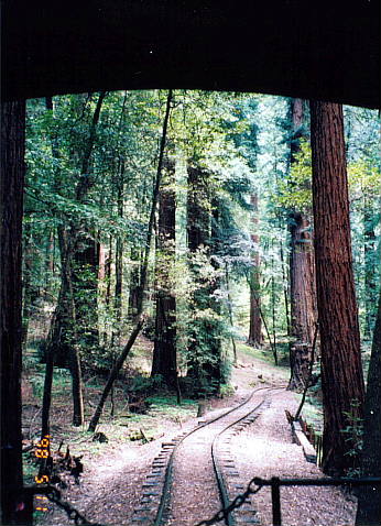redwood4.jpg (140773 oCg)